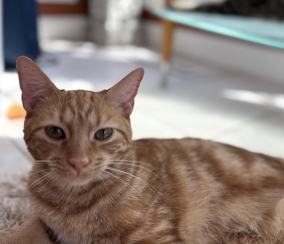 Enlarge Simba, an adoptable Domestic Short Hair in Maineville, OH image 5/5