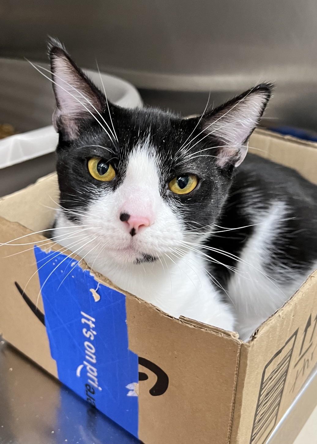 Enlarge X The Owl, a Adoptable Domestic Short Hair in Dublin, CA image 4/6