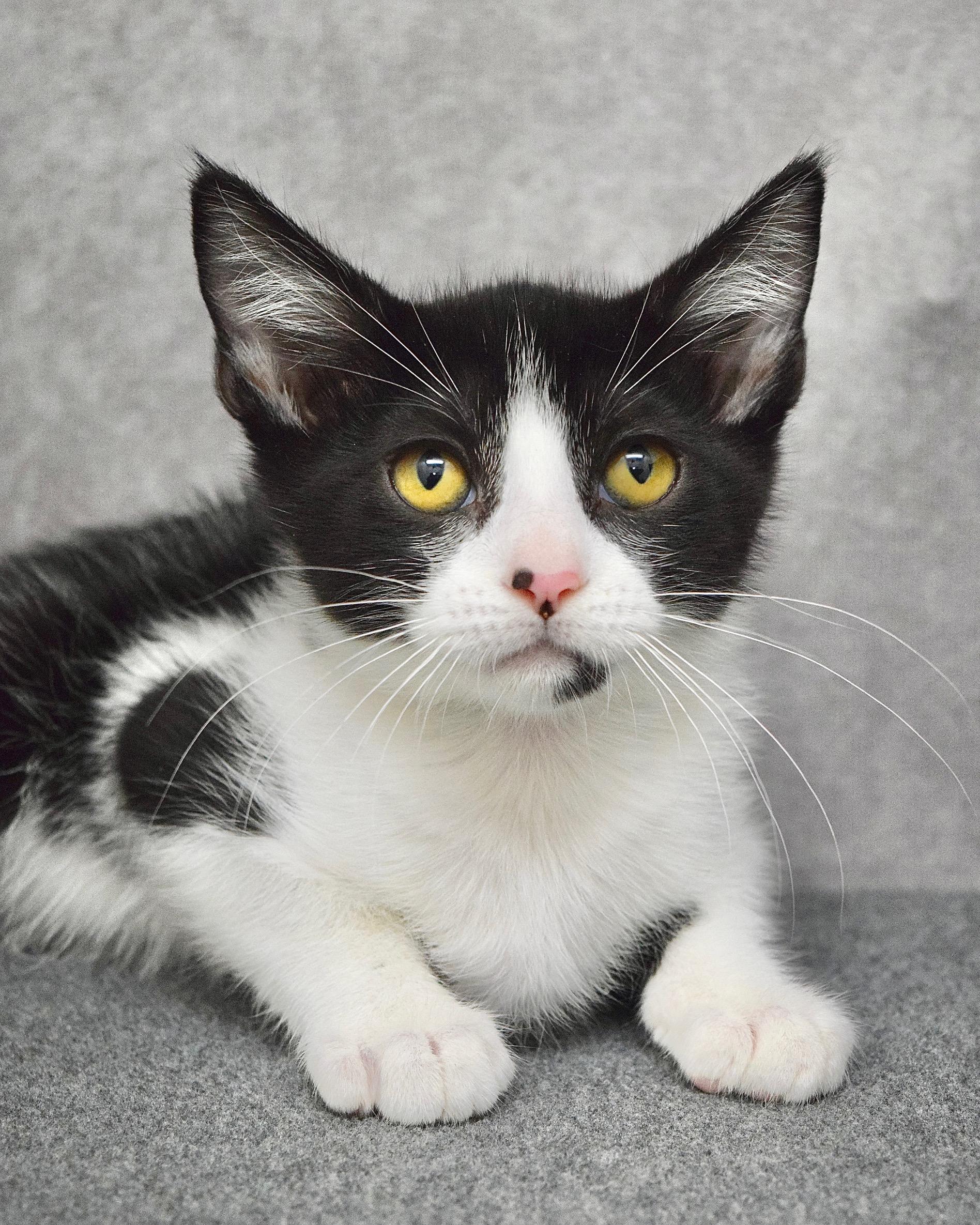 X The Owl, ADOPTABLE, Kitten Male Domestic Short Hair.
