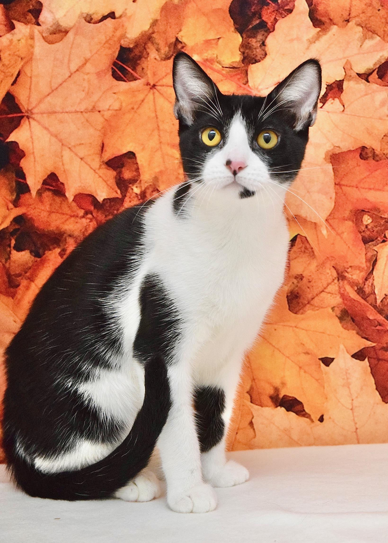 Enlarge X The Owl, a Adoptable Domestic Short Hair in Dublin, CA image 3/6