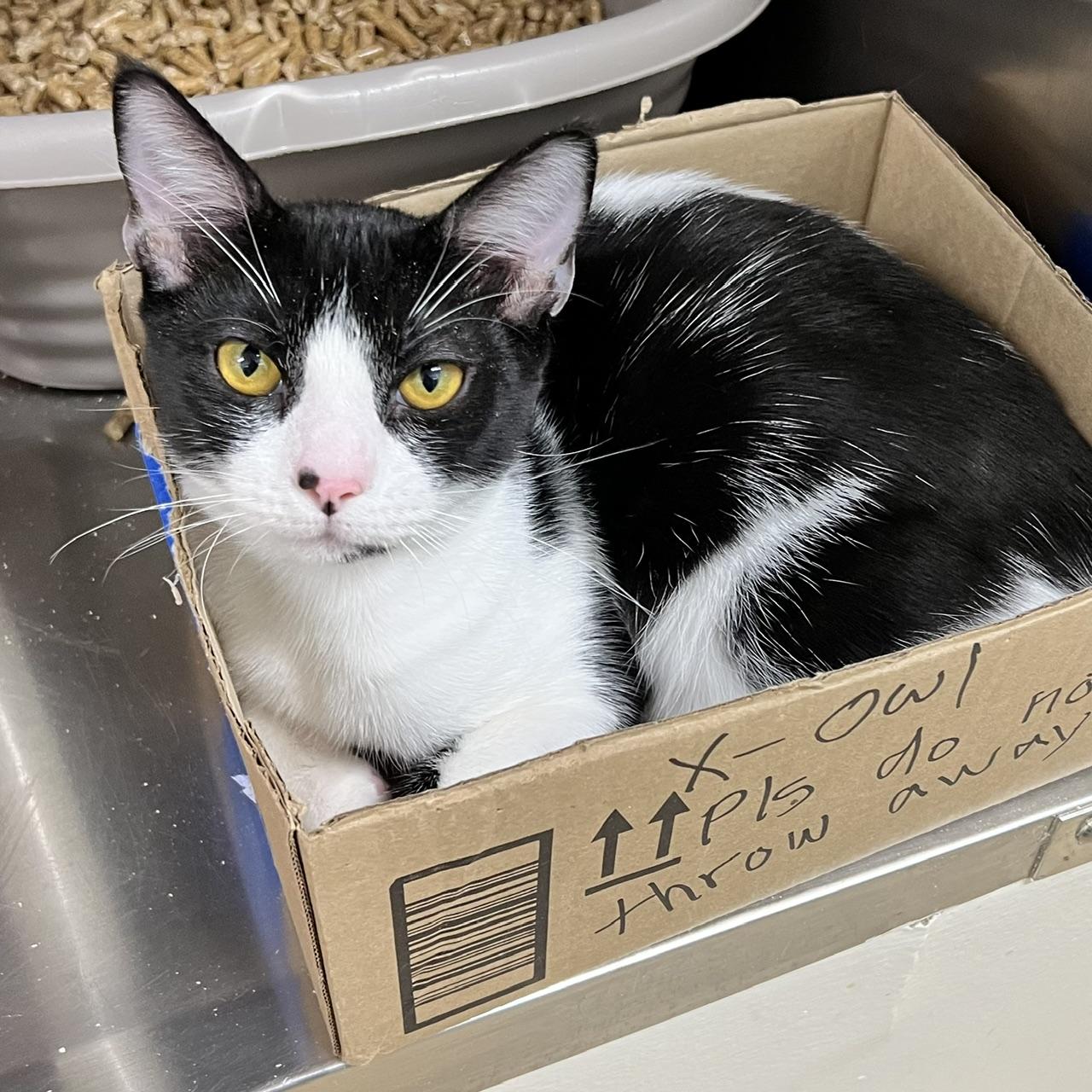 Enlarge X The Owl, a Adoptable Domestic Short Hair in Dublin, CA image 5/6