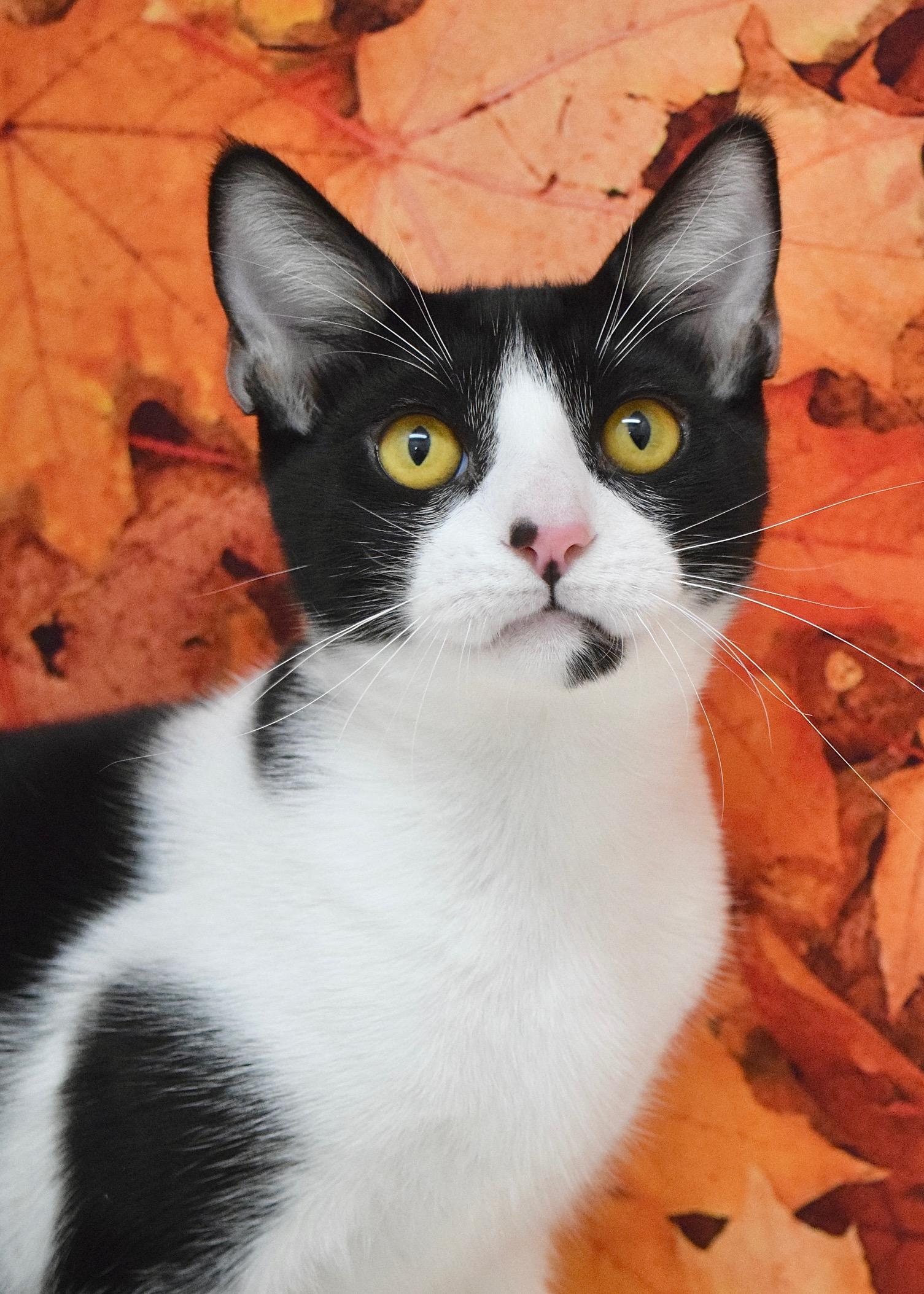 X The Owl, Adoptable, Kitten Male Domestic Short Hair.