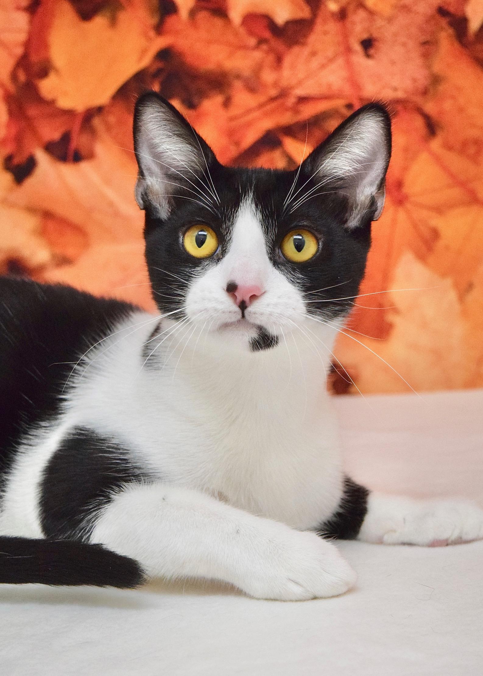 Enlarge X The Owl, a Adoptable Domestic Short Hair in Dublin, CA image 2/6