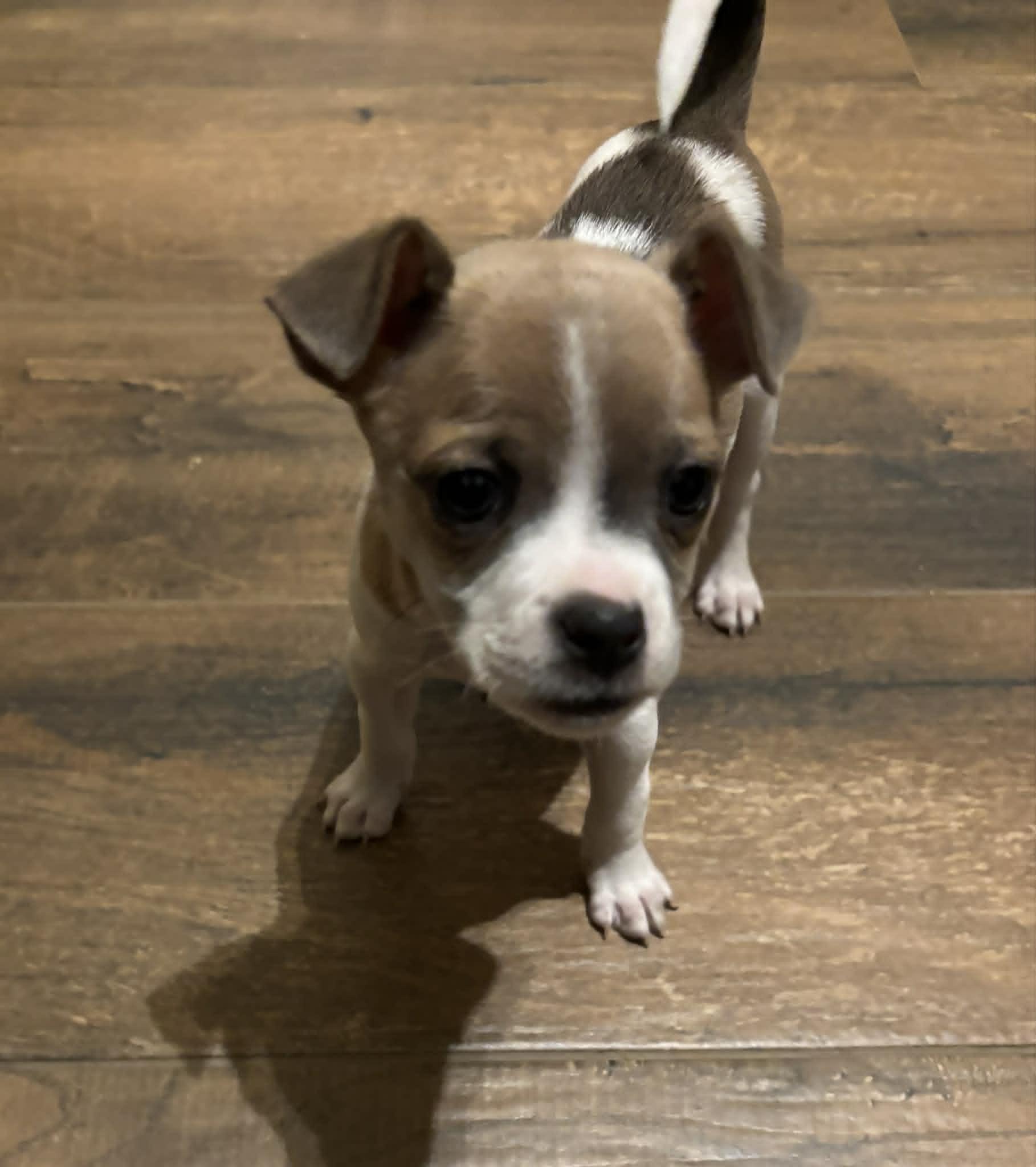 Liv, ADOPTABLE, Puppy Female Chihuahua.