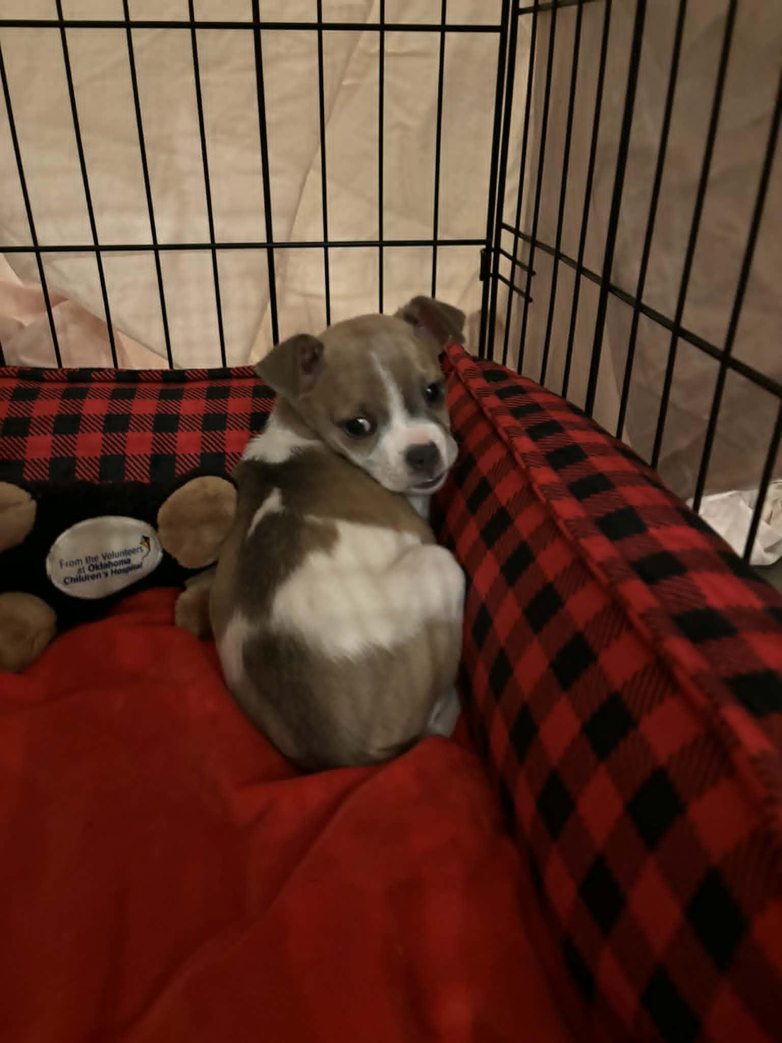 Enlarge Liv, a ADOPTABLE mixed breed in Piedmont, OK image 2/2