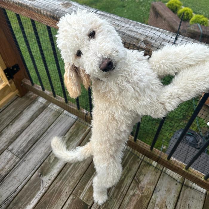 Lily #6641, Adoptable, Young Female Goldendoodle & Labradoodle.