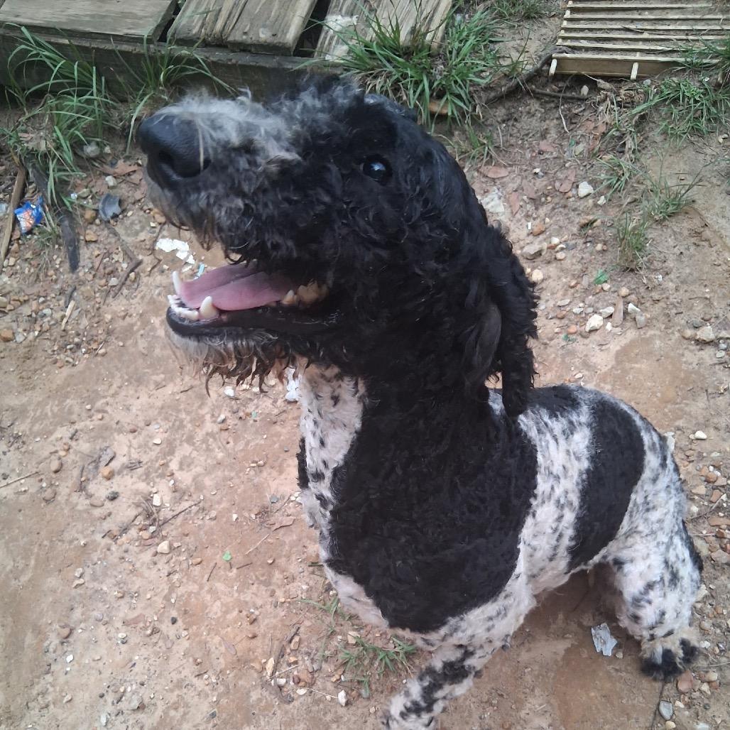 Mickey, Adoptable, Young Male Poodle.