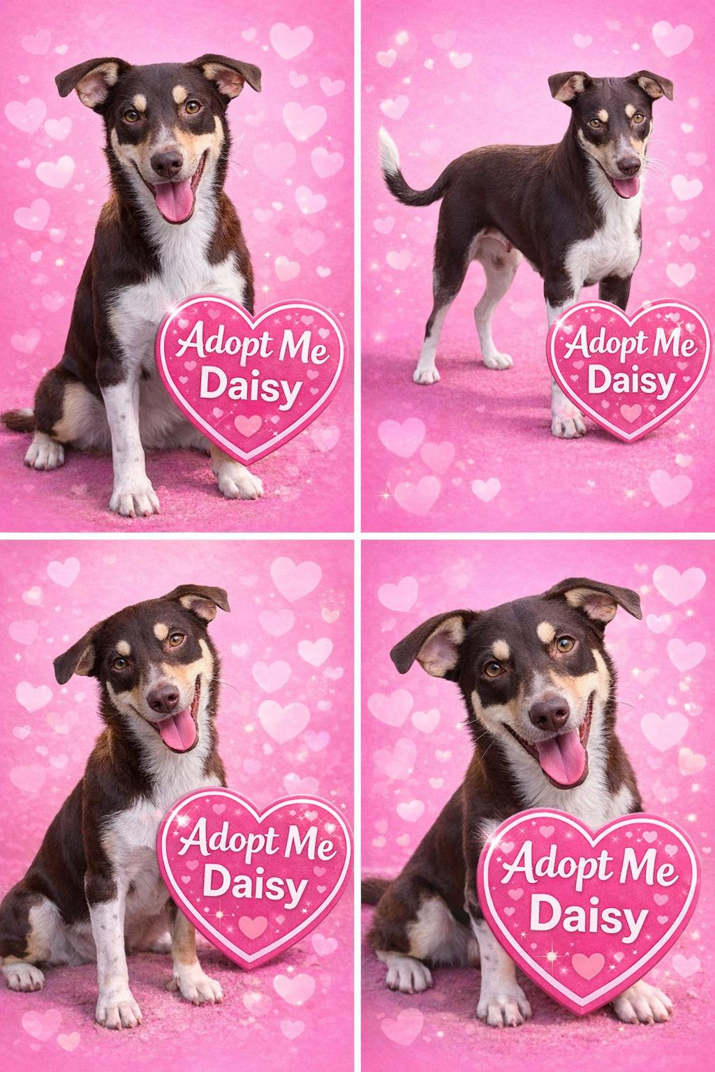 Enlarge Daisy, a ADOPTABLE mixed breed in Hatfield, PA image 2/5