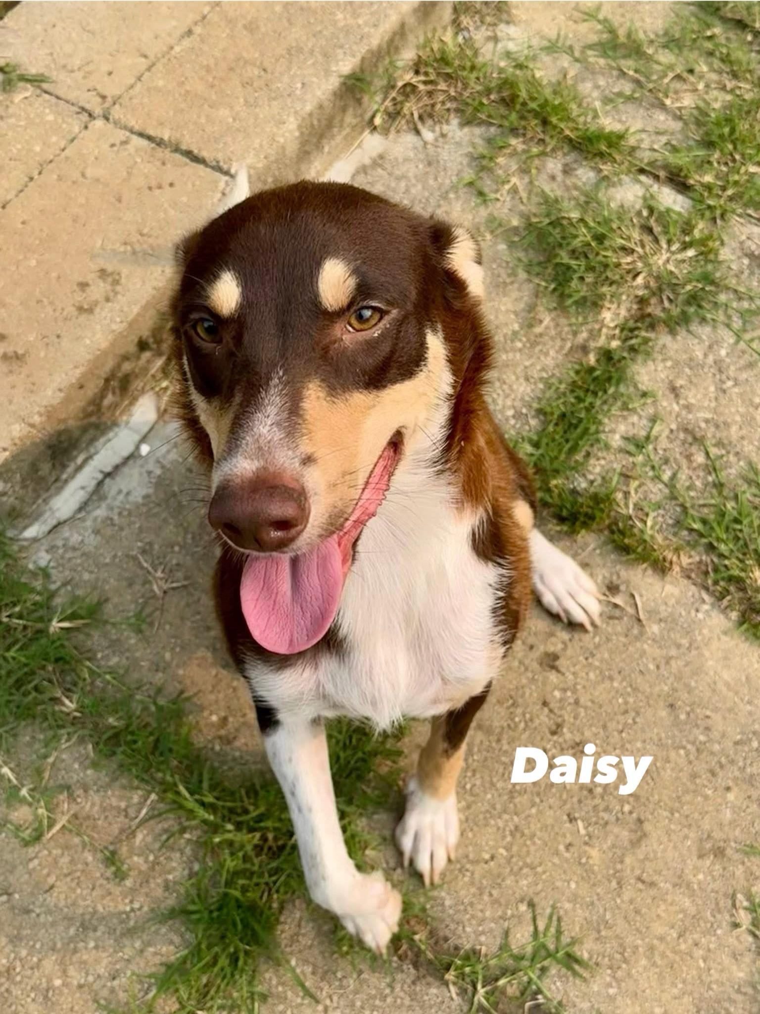 Enlarge Daisy, a ADOPTABLE mixed breed in Hatfield, PA image 4/5
