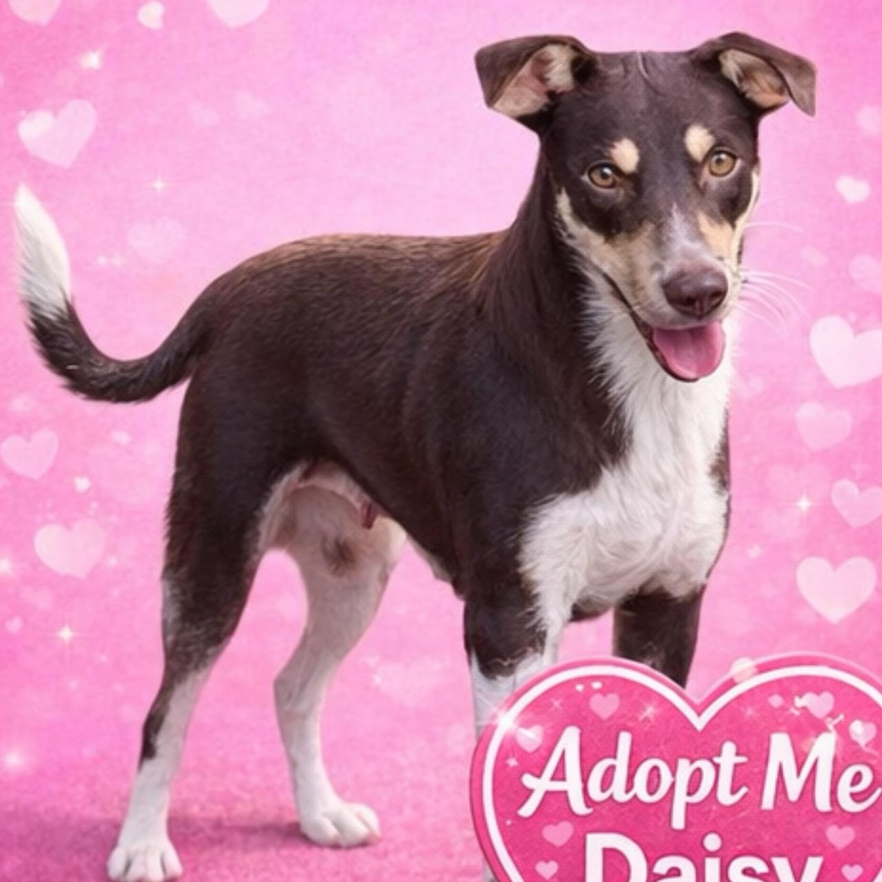 Enlarge Daisy, a ADOPTABLE mixed breed in Hatfield, PA image 3/5