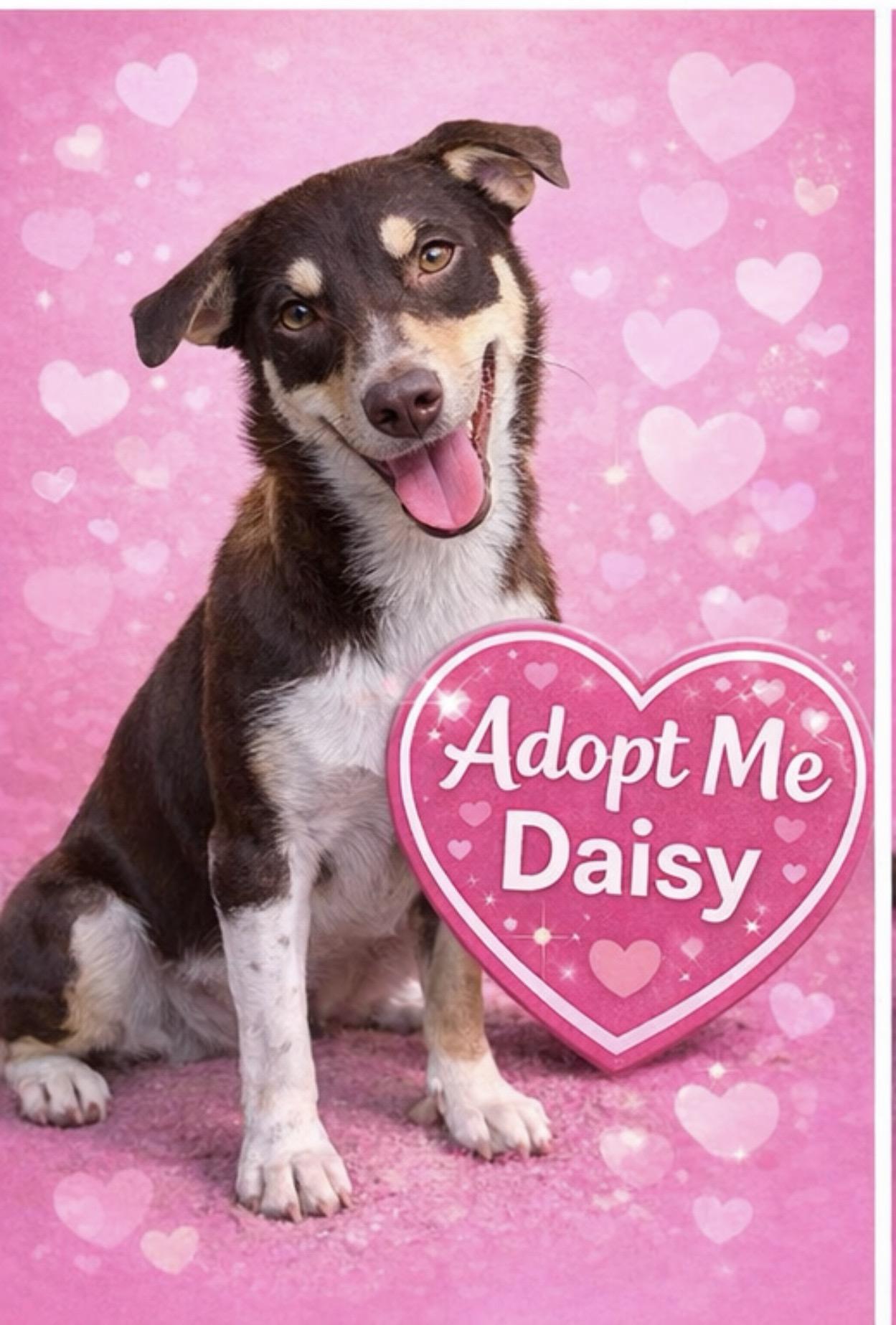 Enlarge Daisy, a ADOPTABLE mixed breed in Hatfield, PA image 5/5