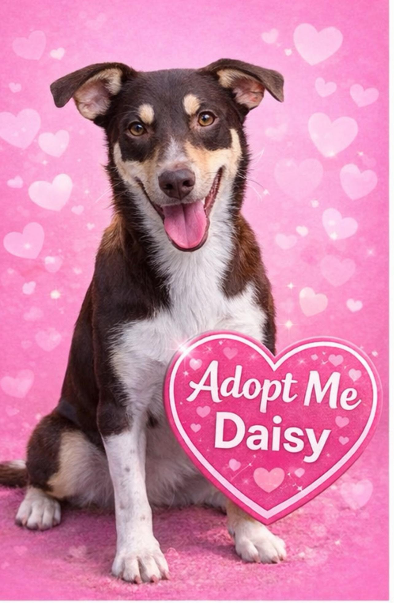 Daisy, ADOPTABLE, Adult Female Australian Shepherd & Australian Kelpie.
