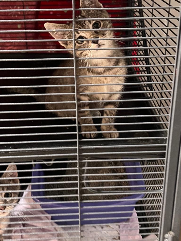 Thelma, Adoptable, Kitten Female Domestic Short Hair.