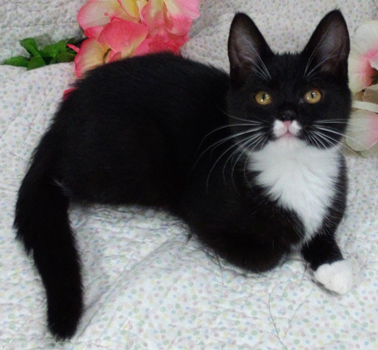 Enlarge Pansy, a Adoptable Tuxedo in Lake Oswego, OR image 3/3