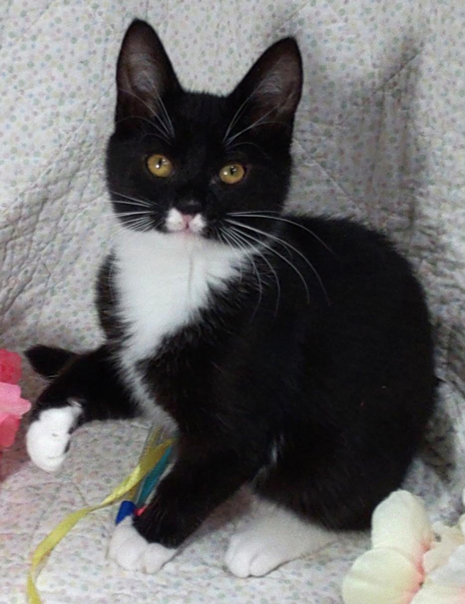 Pansy, Adoptable, Kitten Female Tuxedo.