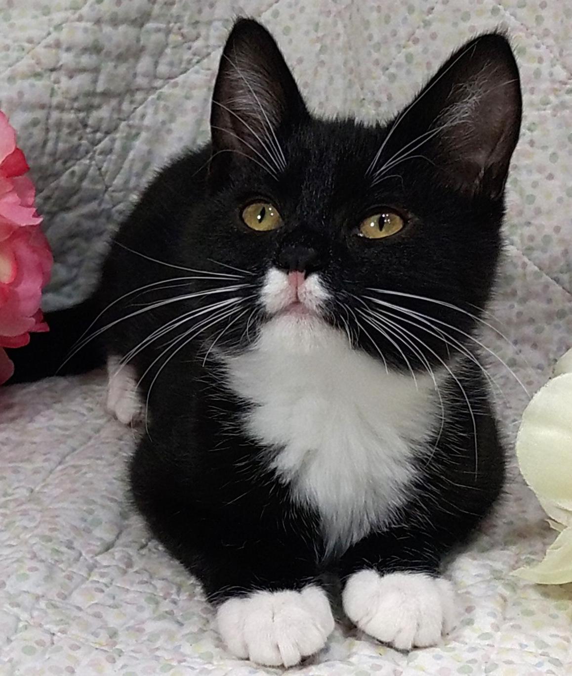 Enlarge Pansy, a Adoptable Tuxedo in Lake Oswego, OR image 2/3