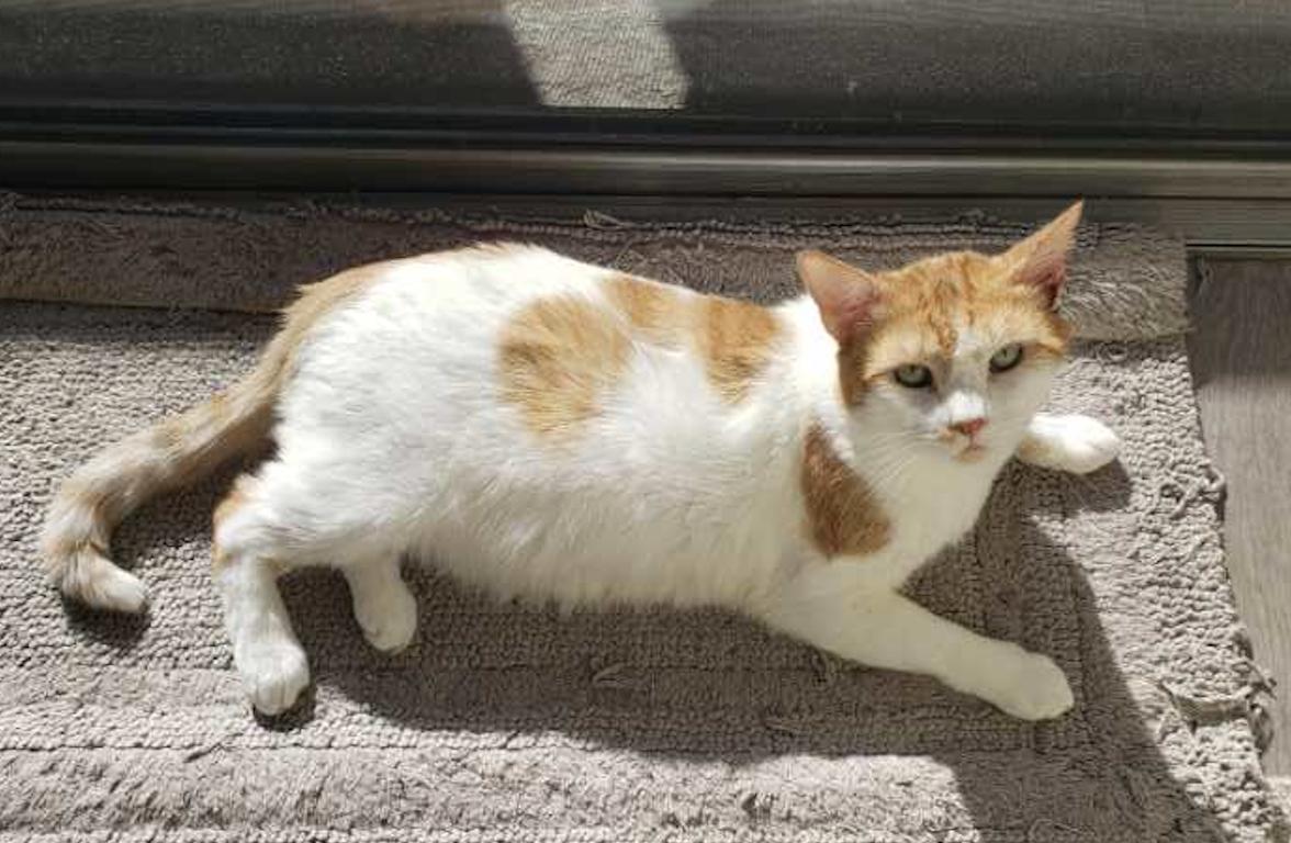 Enlarge Ollie, a ADOPTABLE Turkish Van in Beverly Hills, CA image 3/5