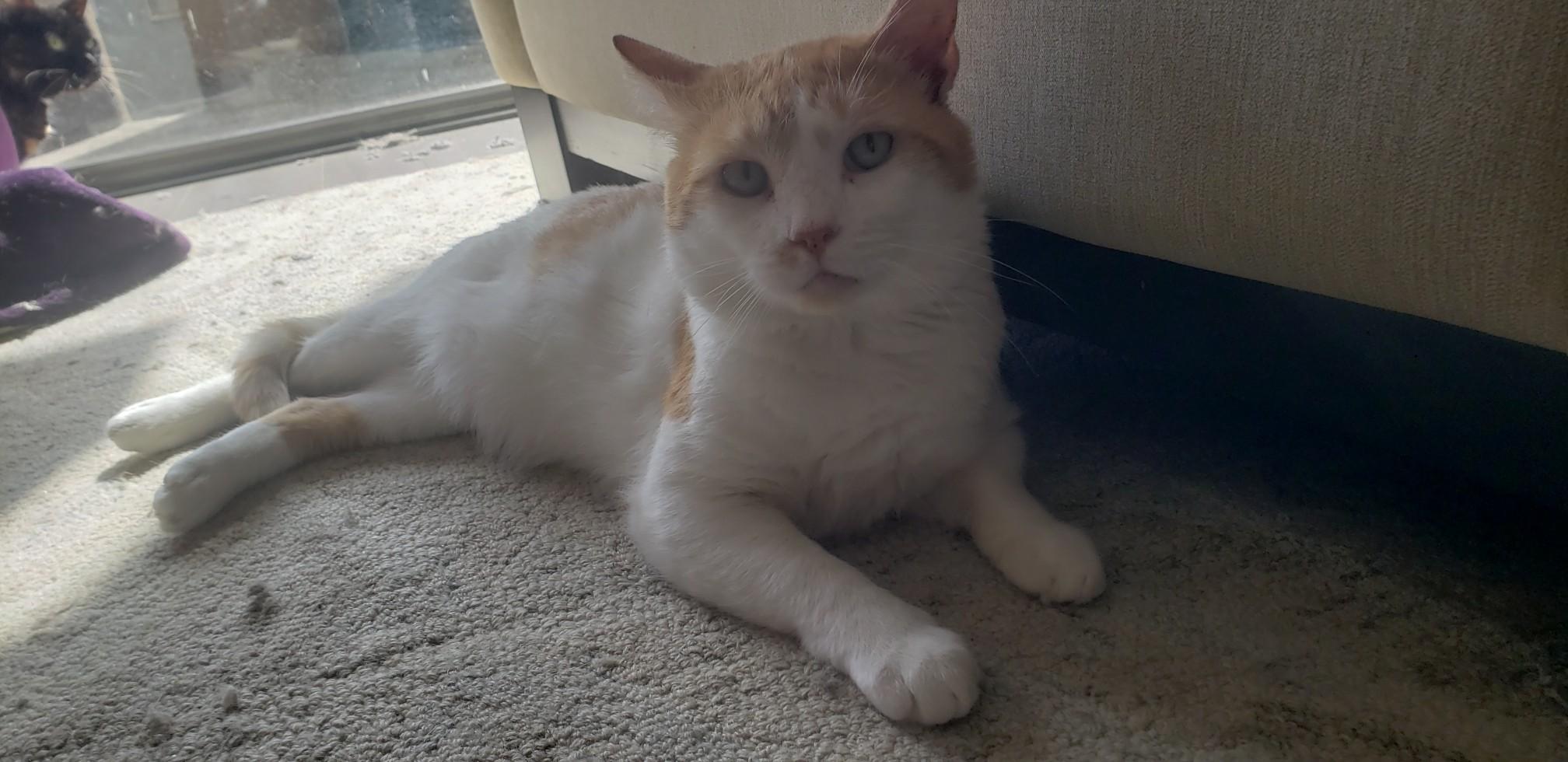 Ollie, ADOPTABLE, Adult Male Turkish Van.