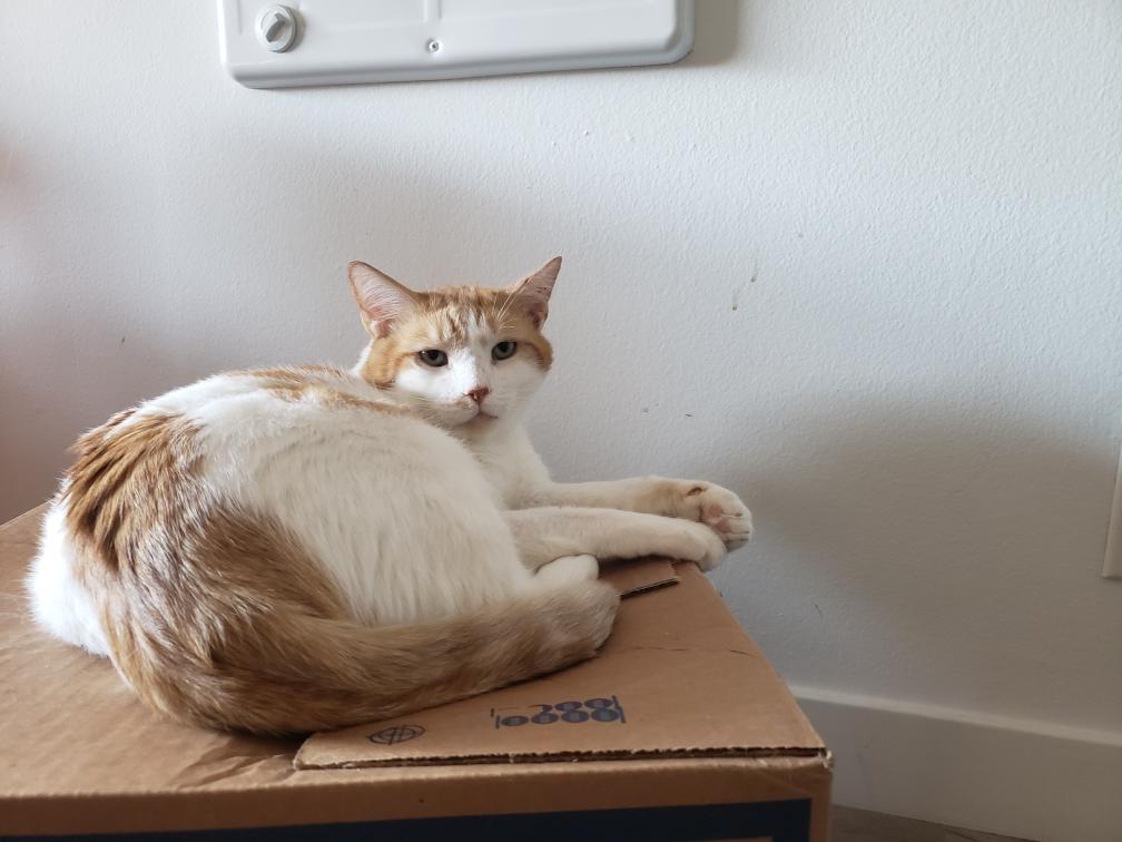 Enlarge Ollie, a ADOPTABLE Turkish Van in Beverly Hills, CA image 4/5