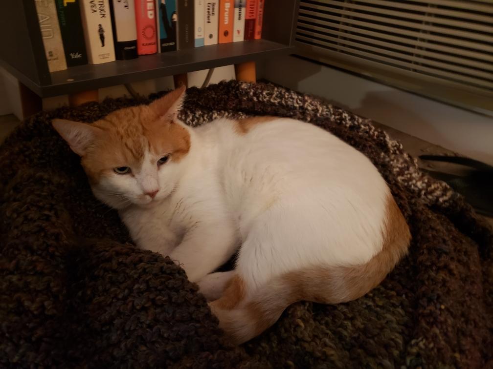 Enlarge Ollie, a ADOPTABLE Turkish Van in Beverly Hills, CA image 5/5