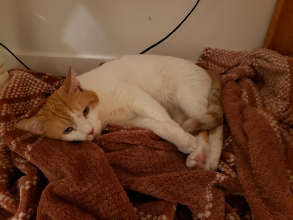 Ollie, ADOPTABLE, Adult Male Turkish Van.