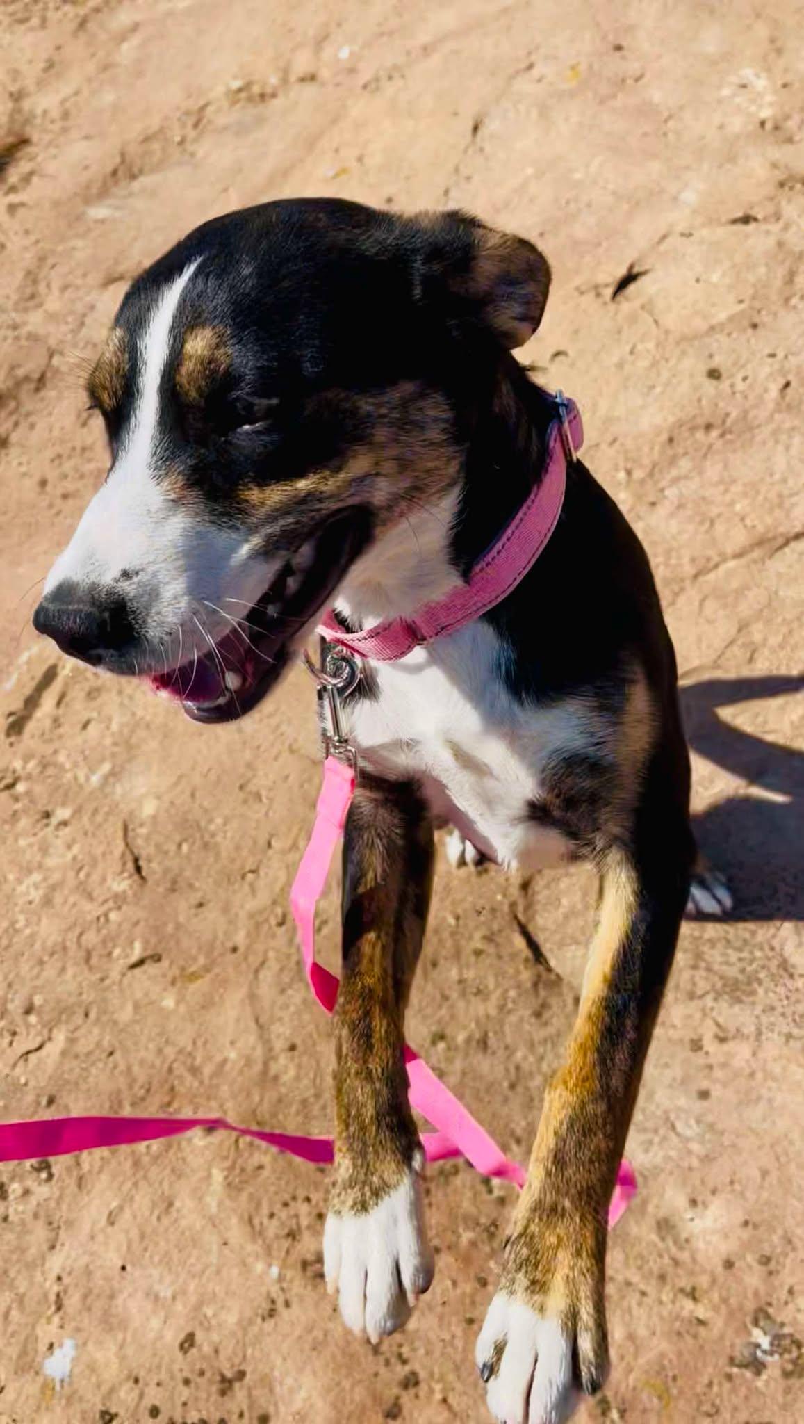 Bailey, an adoptable Mixed Breed in Roosevelt, UT, 84066 | Photo Image 2