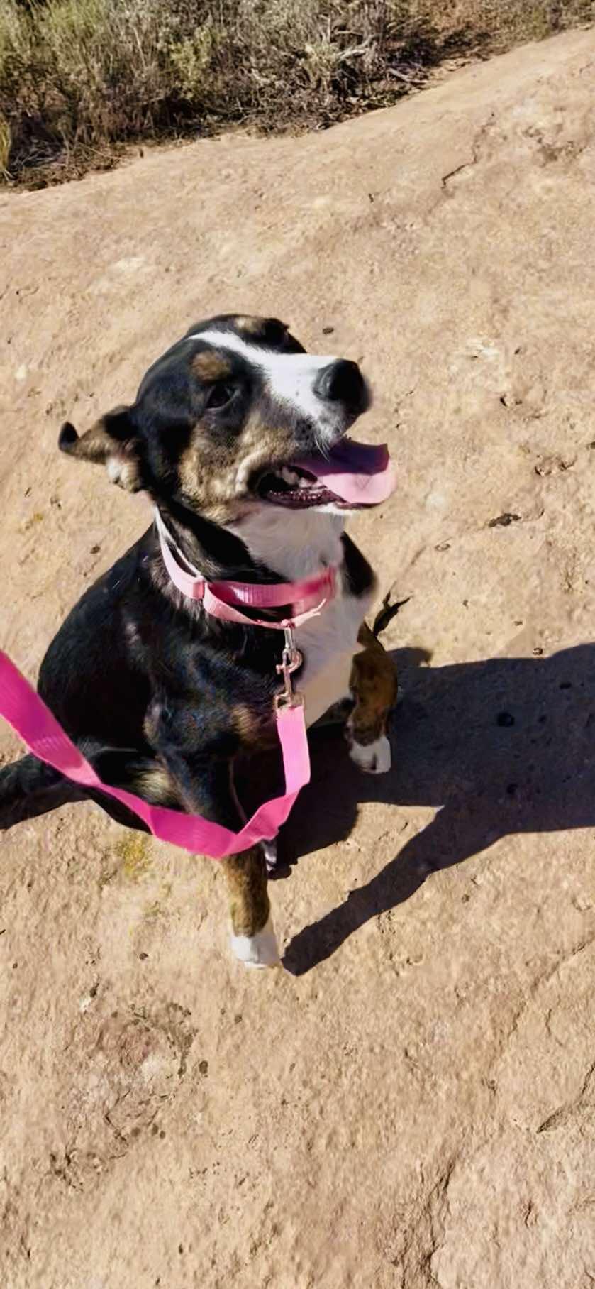 Bailey, an adoptable Mixed Breed in Roosevelt, UT, 84066 | Photo Image 3