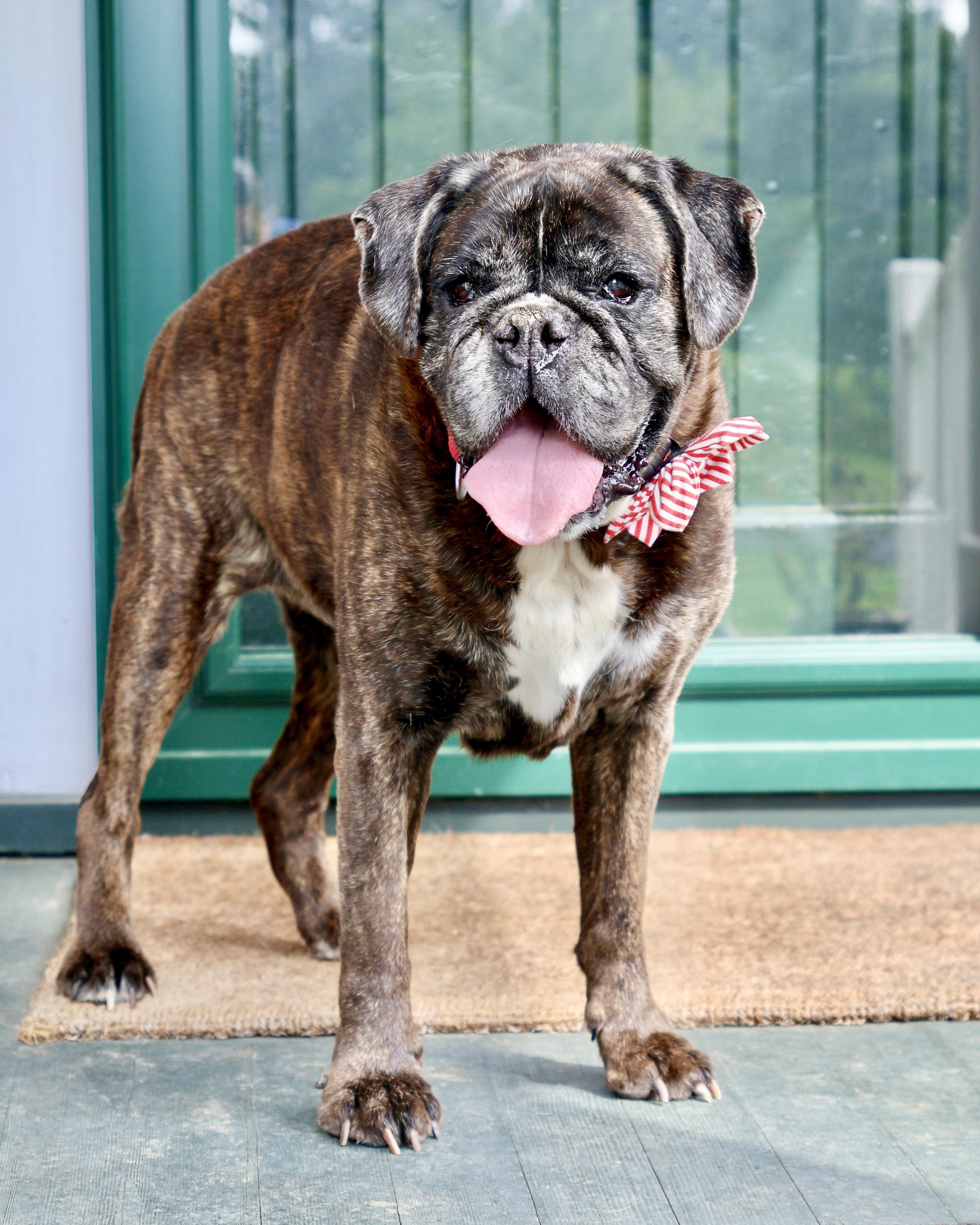 Enlarge Speakeasy, a Adoptable mixed breed in New York, NY image 1/6