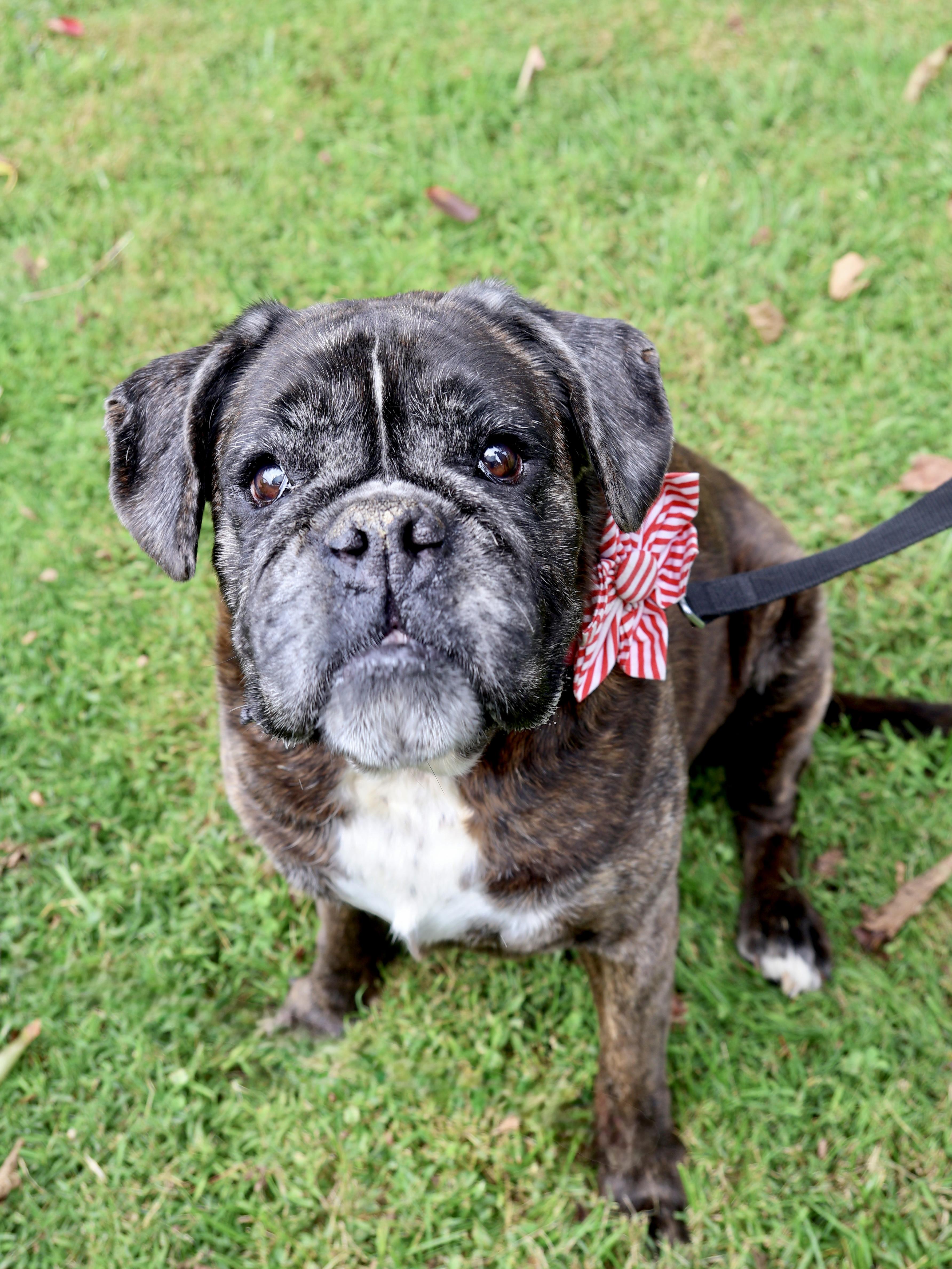 Enlarge Speakeasy, a Adoptable mixed breed in New York, NY image 2/6