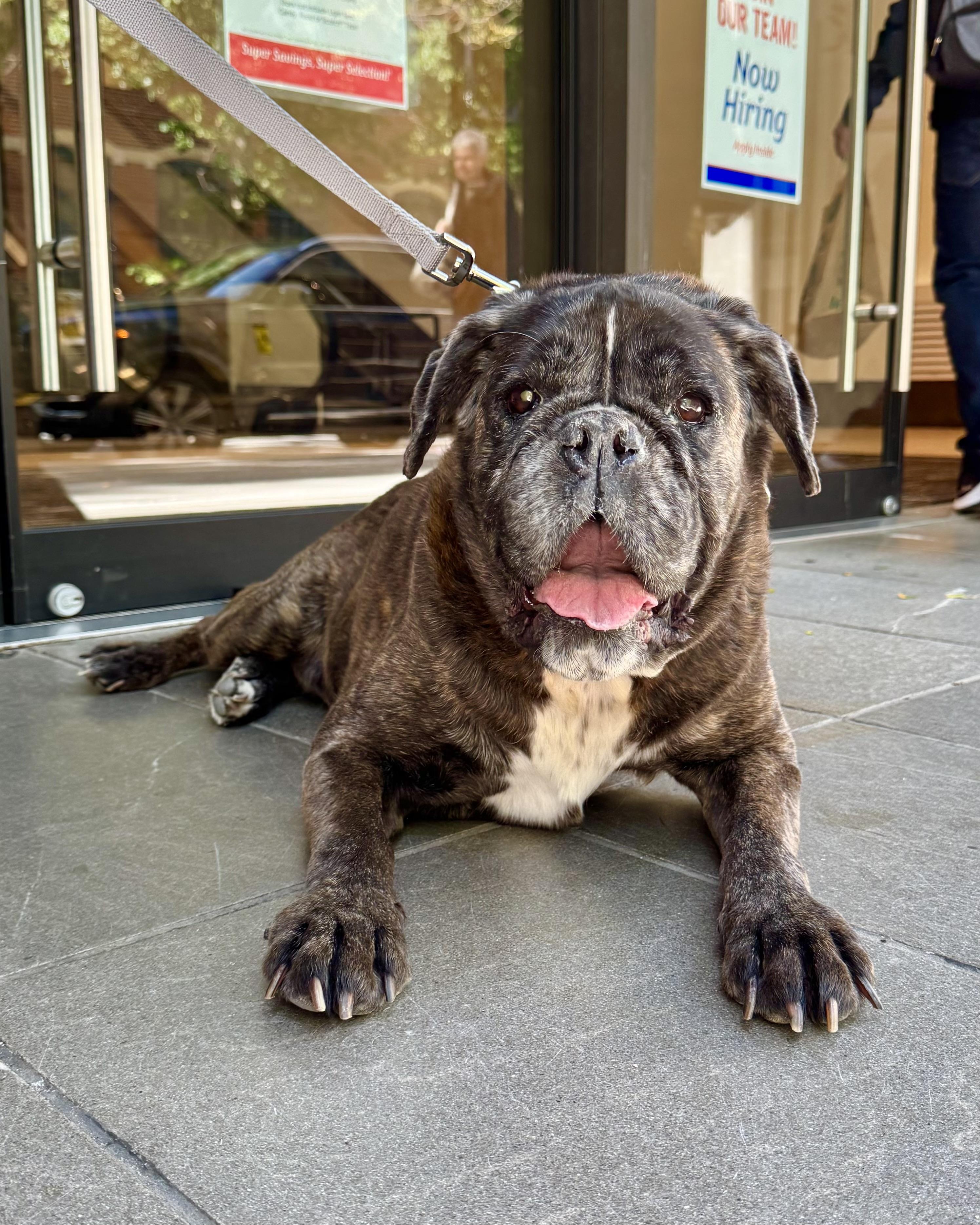 Enlarge Speakeasy, a Adoptable mixed breed in New York, NY image 5/6