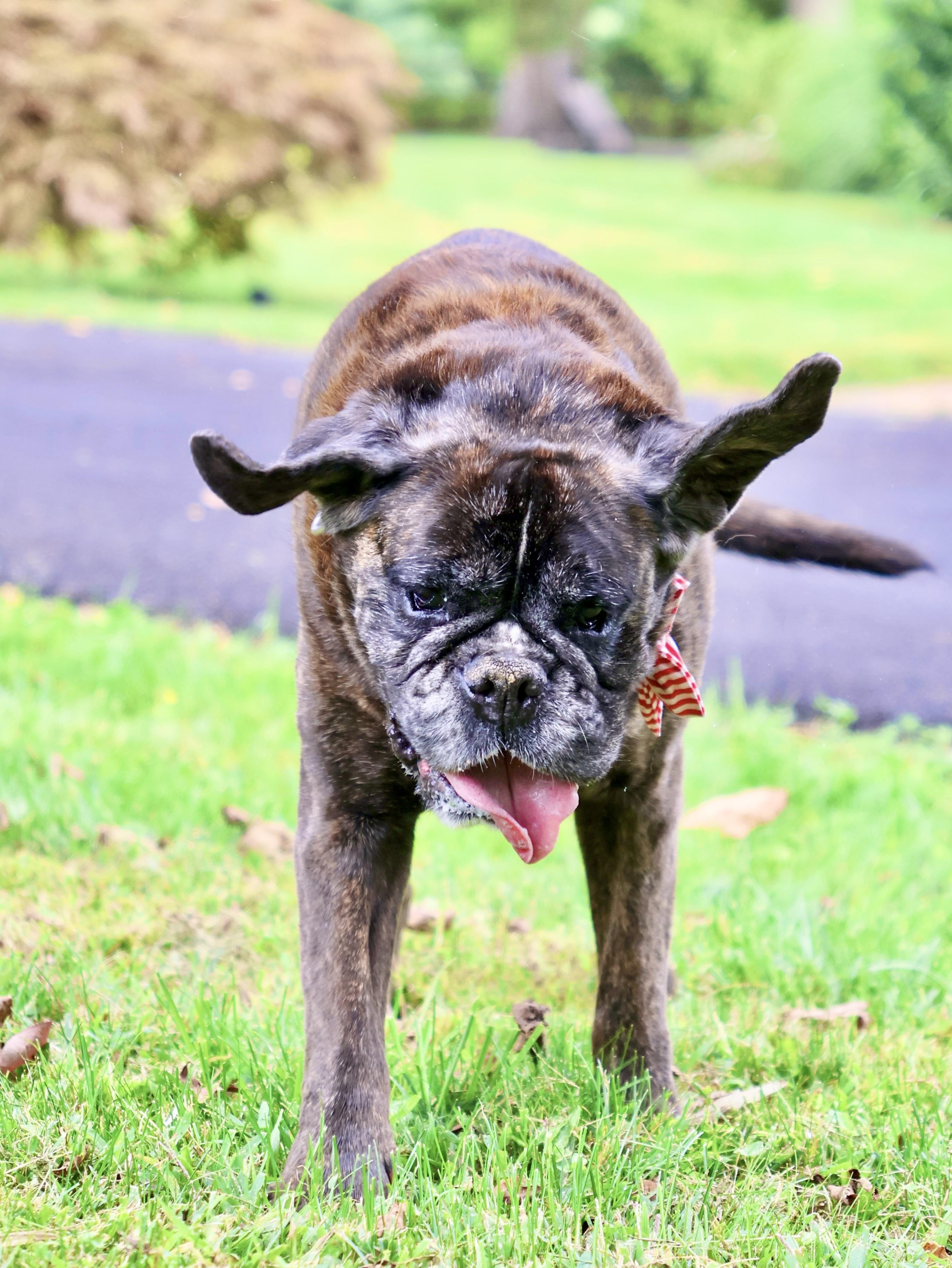 Enlarge Speakeasy, a Adoptable mixed breed in New York, NY image 4/6