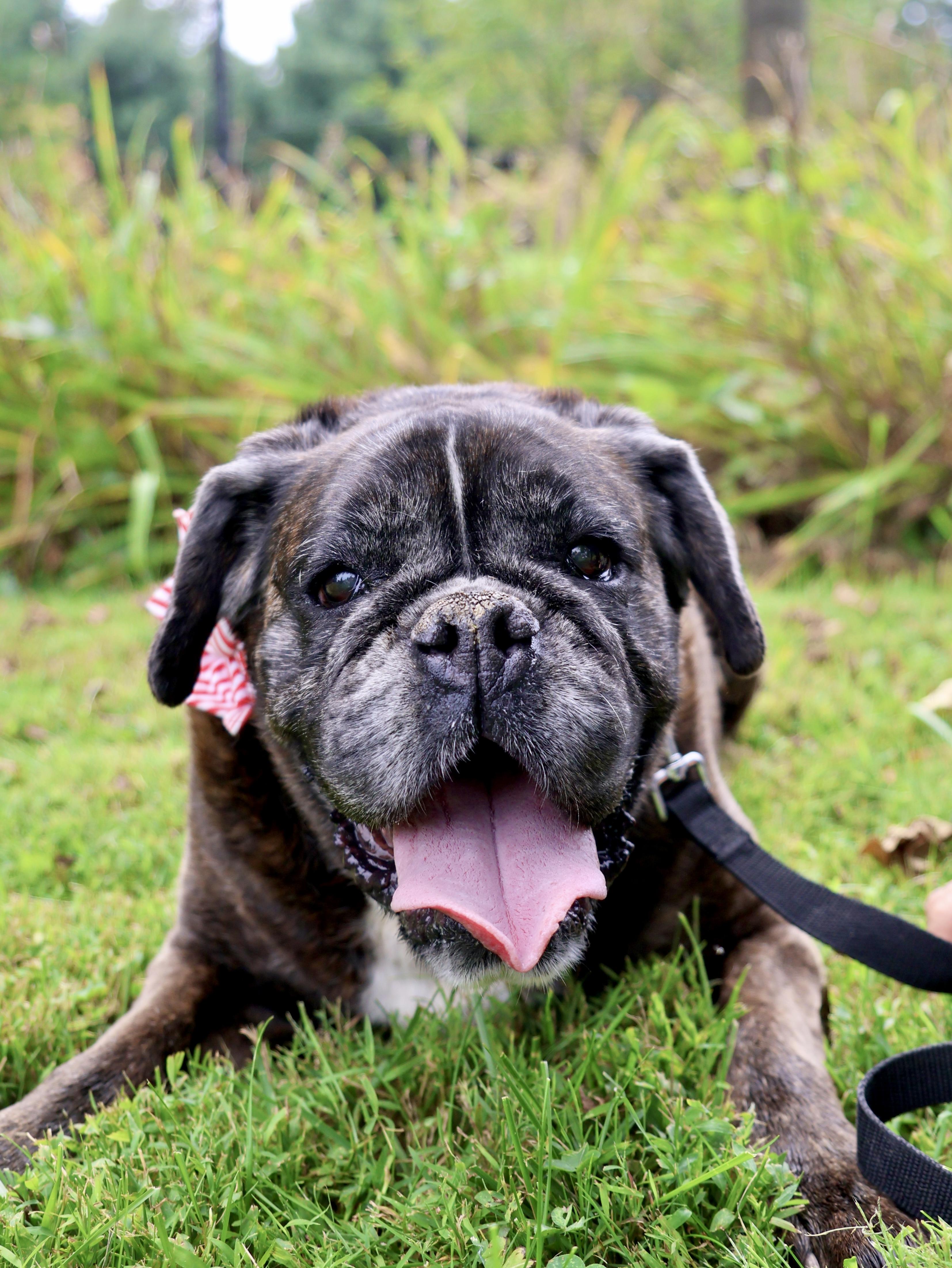 Enlarge Speakeasy, a Adoptable mixed breed in New York, NY image 3/6