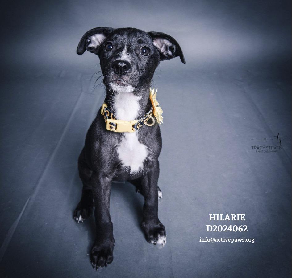 Hilarie aka Hilly, Adopted, Young Female Mixed Breed.