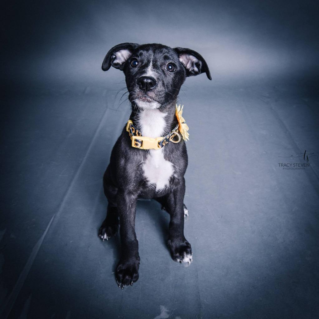 Enlarge Hilarie aka Hilly, a Adopted mixed breed in CONROE, TX image 2/2