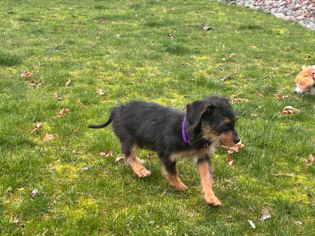 Enlarge Chloe, an adopted mixed breed in Winston-Salem, NC image 3/5