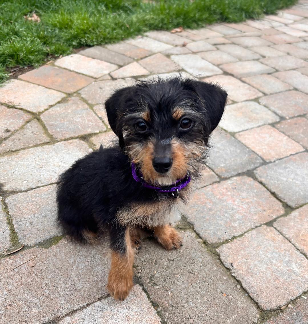 Enlarge Chloe, an adopted mixed breed in Winston-Salem, NC image 4/5