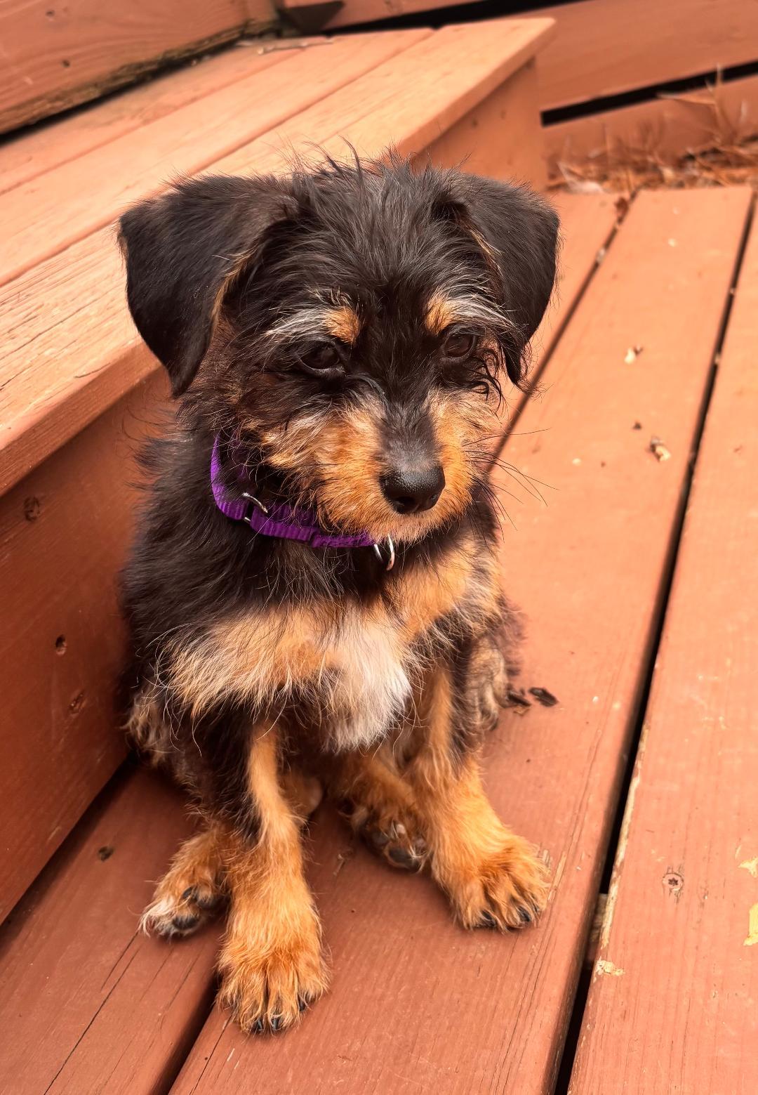 Enlarge Chloe, an adopted mixed breed in Winston-Salem, NC image 2/5