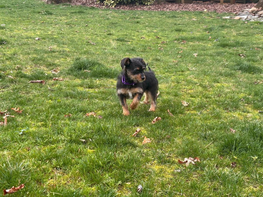 Enlarge Chloe, an adopted mixed breed in Winston-Salem, NC image 5/5