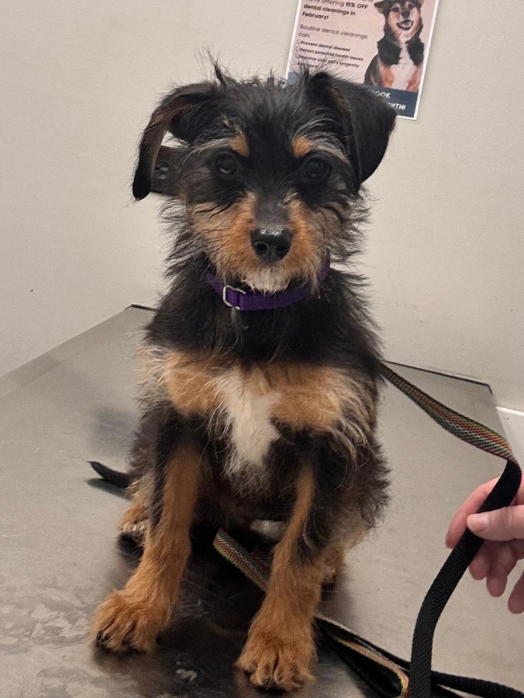 Chloe, adopted, Puppy Female Dachshund & Terrier.