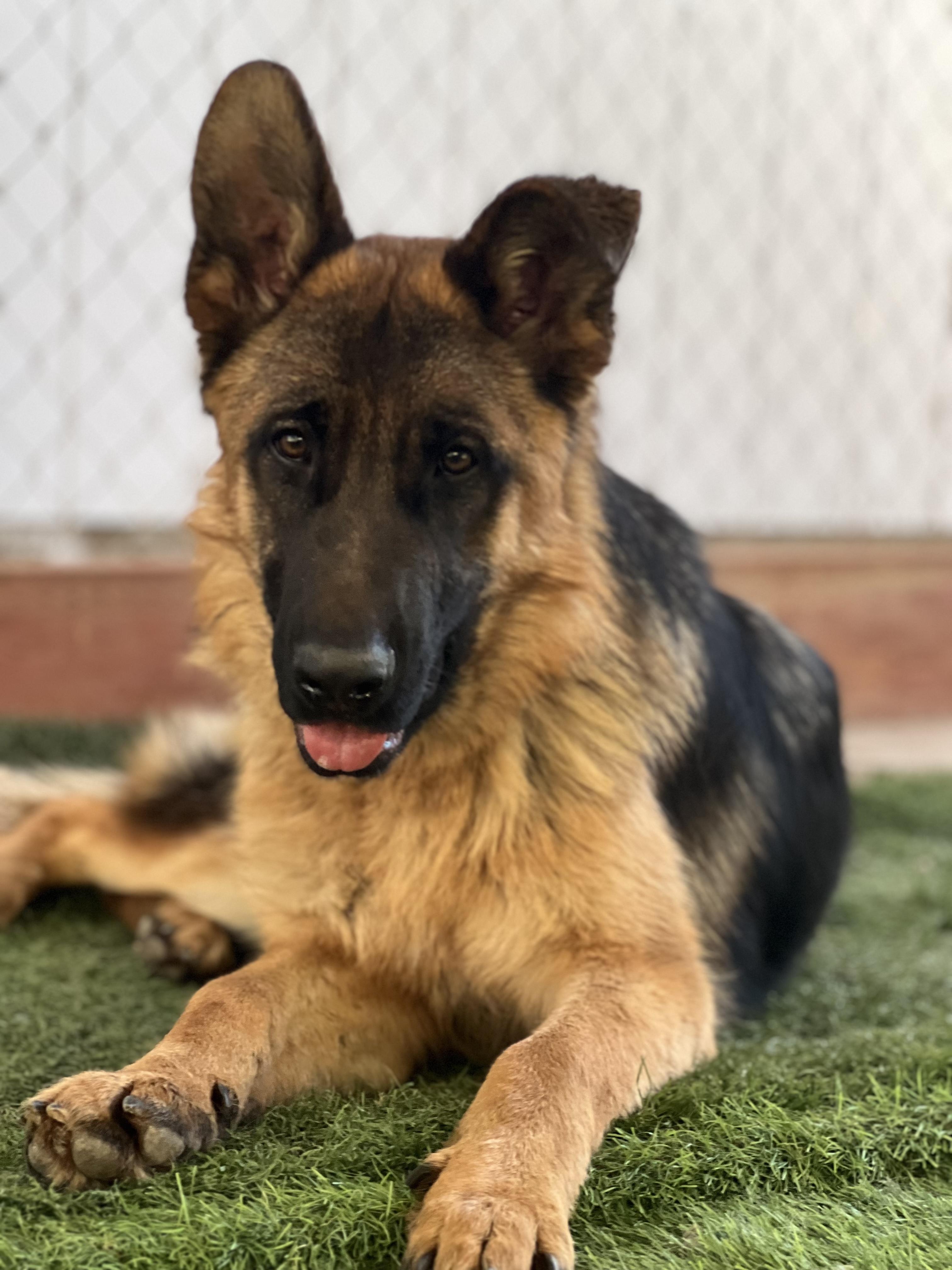 Enlarge Jasper, a Adoptable German Shepherd Dog in San Diego, CA image 1/2