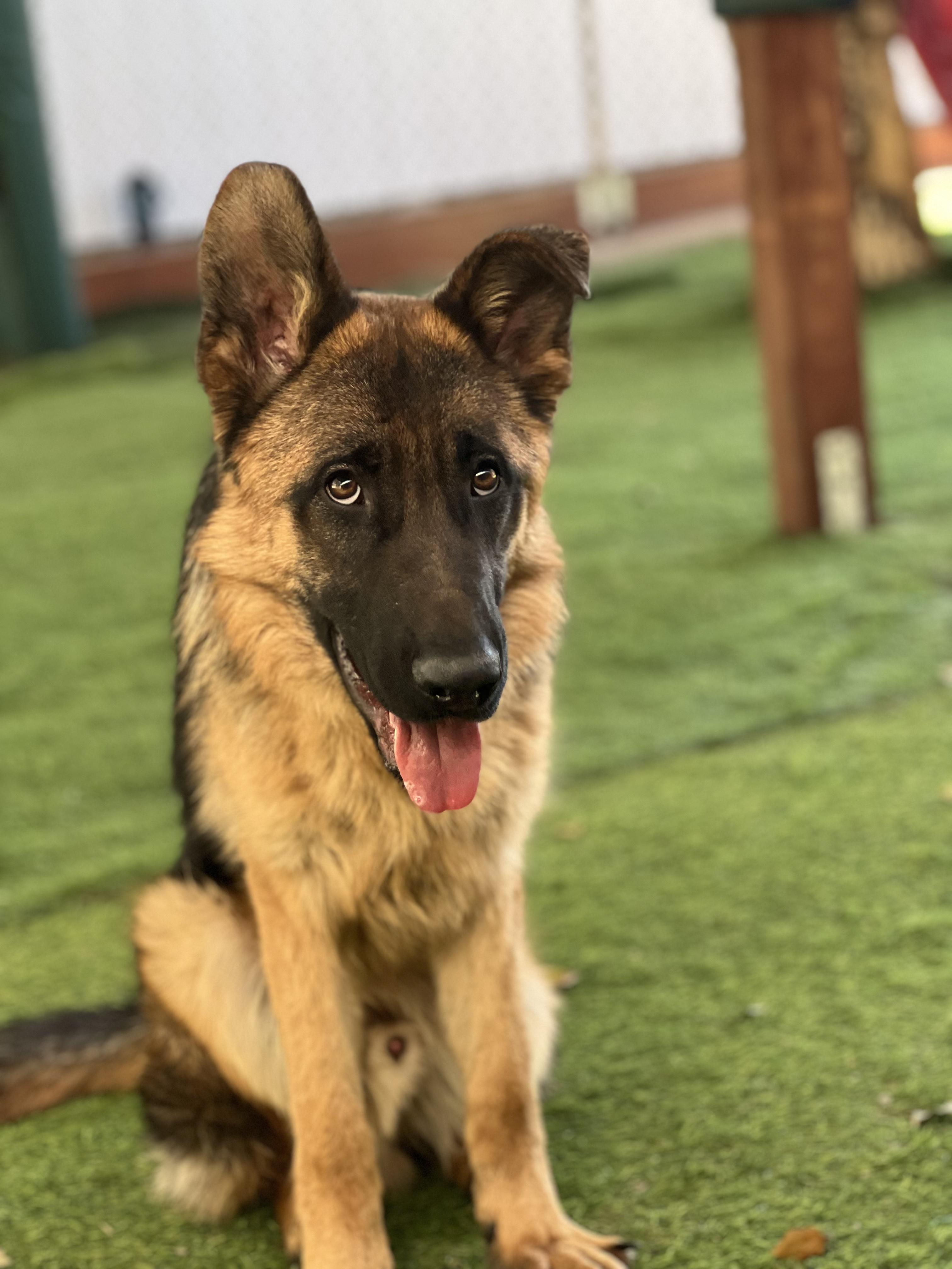 Enlarge Jasper, a Adoptable German Shepherd Dog in San Diego, CA image 2/2