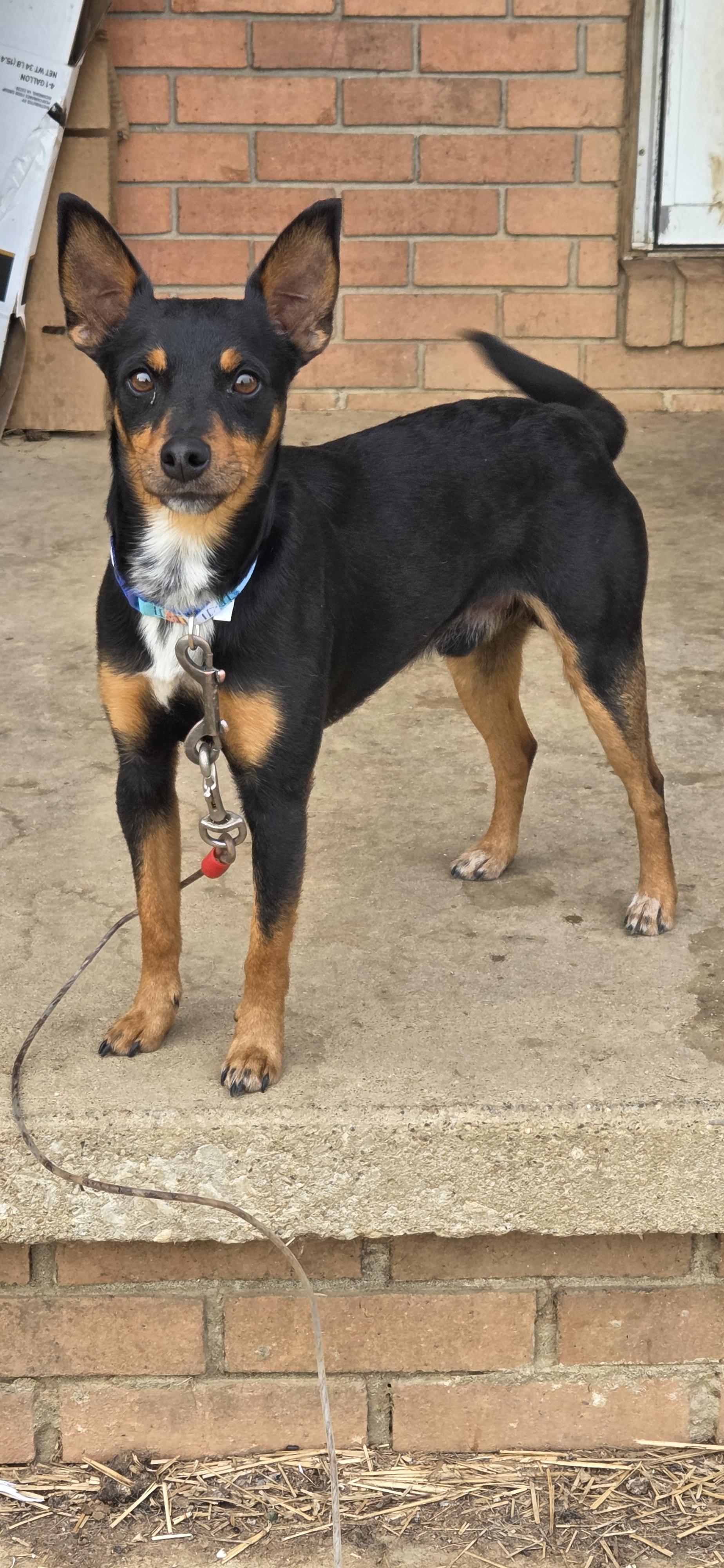 Bosco, adoptable, Adult Male Miniature Pinscher.