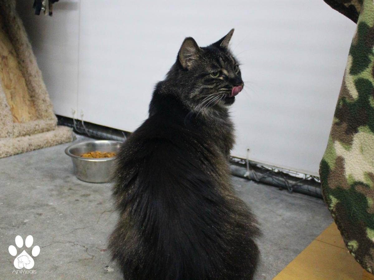 Enlarge Stevie Nicks, a Adoptable Domestic Long Hair in Missoula, MT image 2/5