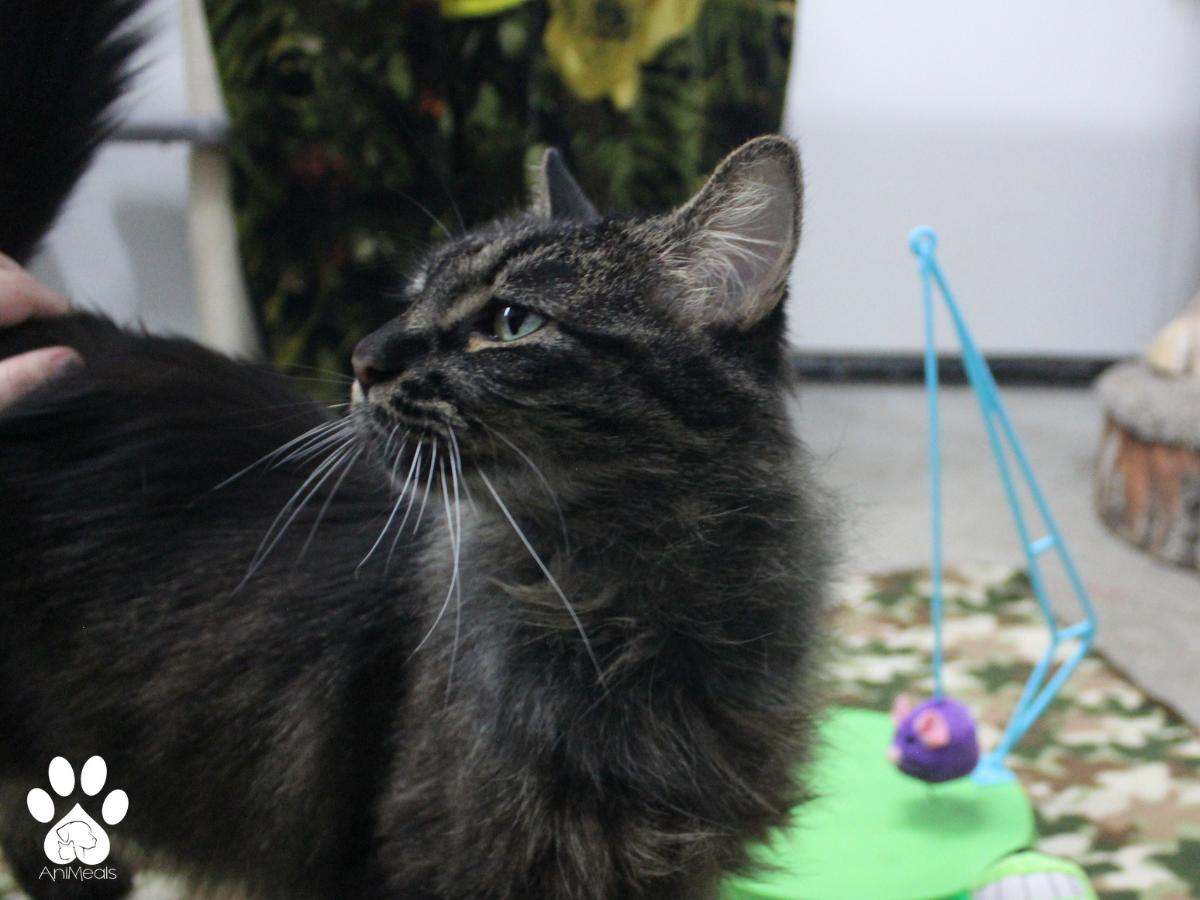 Enlarge Stevie Nicks, a Adoptable Domestic Long Hair in Missoula, MT image 5/5