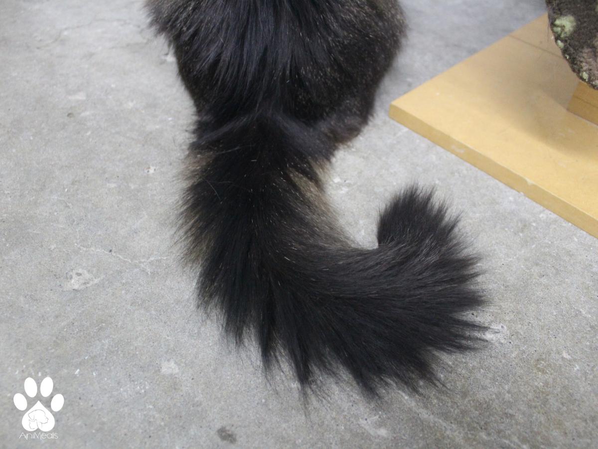 Enlarge Stevie Nicks, a Adoptable Domestic Long Hair in Missoula, MT image 3/5