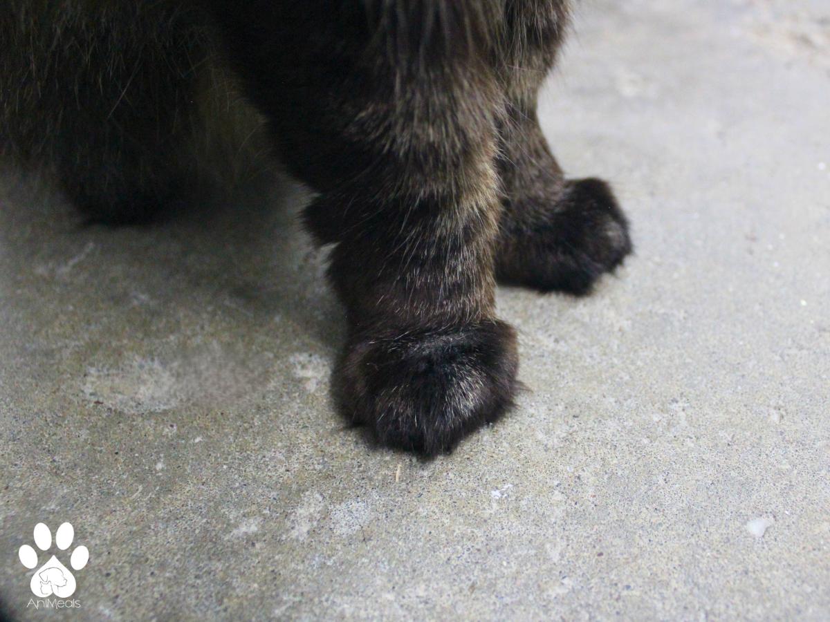 Enlarge Stevie Nicks, a Adoptable Domestic Long Hair in Missoula, MT image 4/5