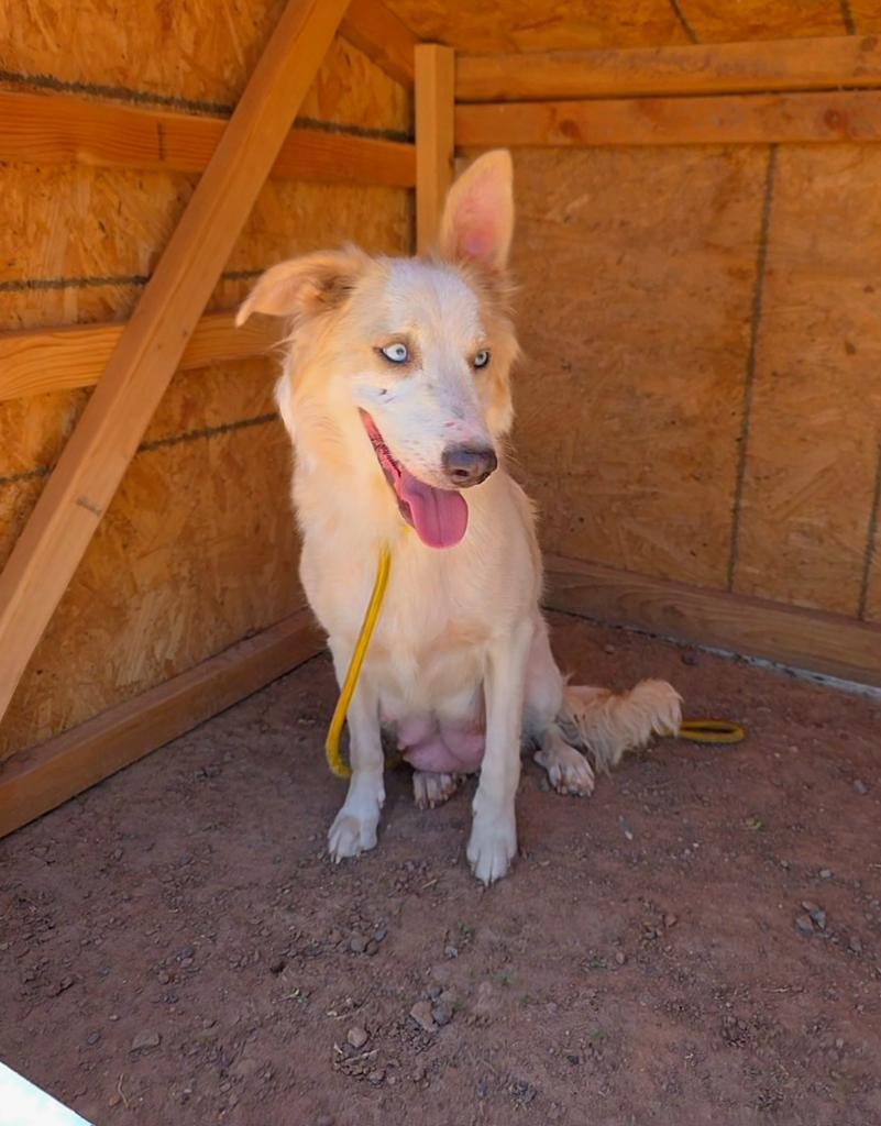 Chloe, Adoptable, Young Female Anatolian Shepherd & Mixed Breed.