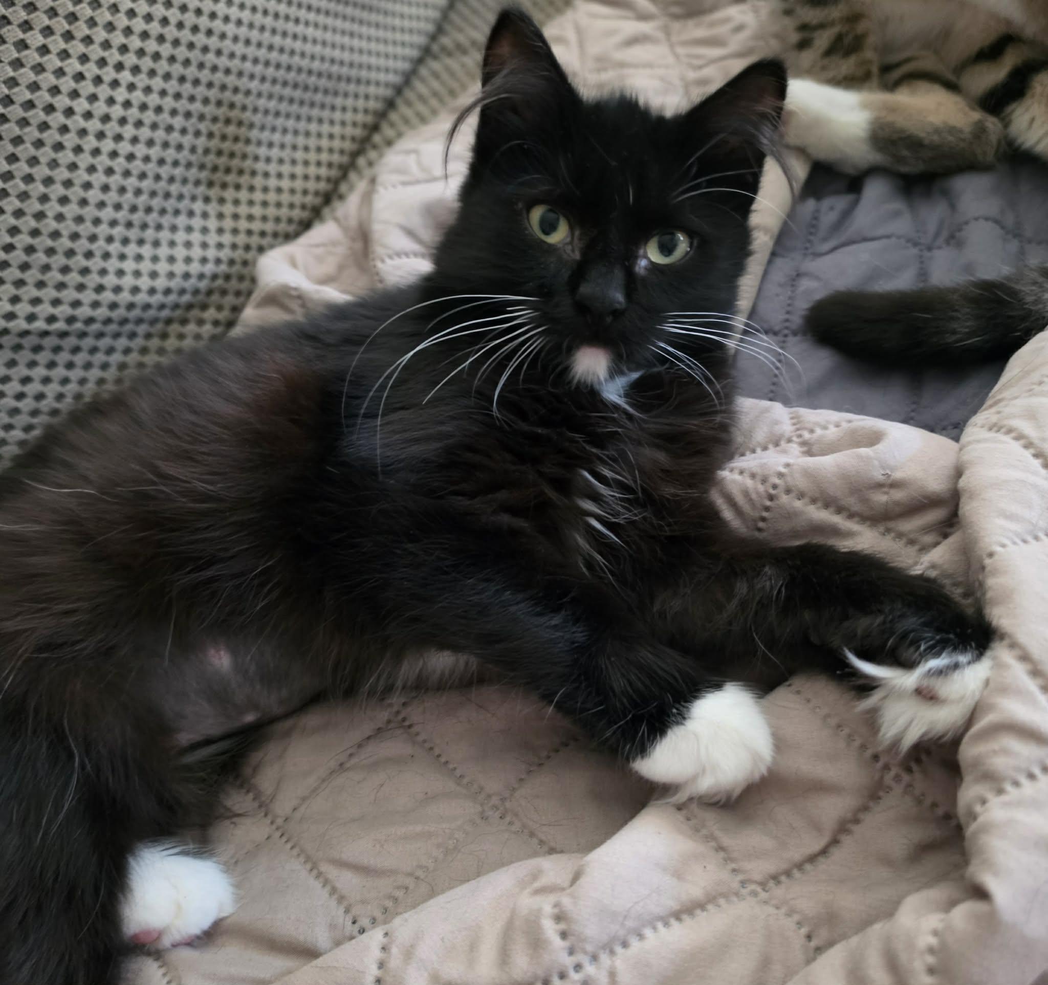 Tess, ADOPTABLE, Young Female Domestic Short Hair.