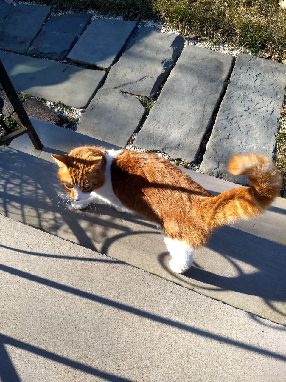 Red, Adoptable, Adult Male Domestic Medium Hair.