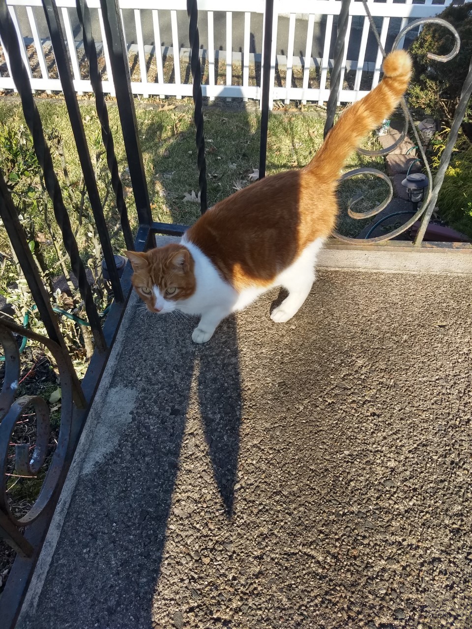 Red, a Adoptable Domestic Medium Hair in Nutley, NJ image 2/6